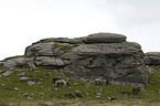 herd of Dartmoor Ponies