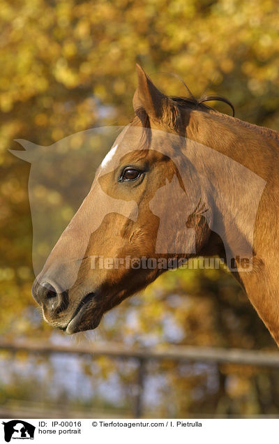 Portrait eines Don-Pferdes / horse portrait / IP-00016