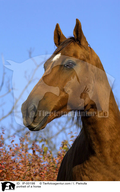 Portrait eines Don-Pferdes / portrait of a horse / IP-00198