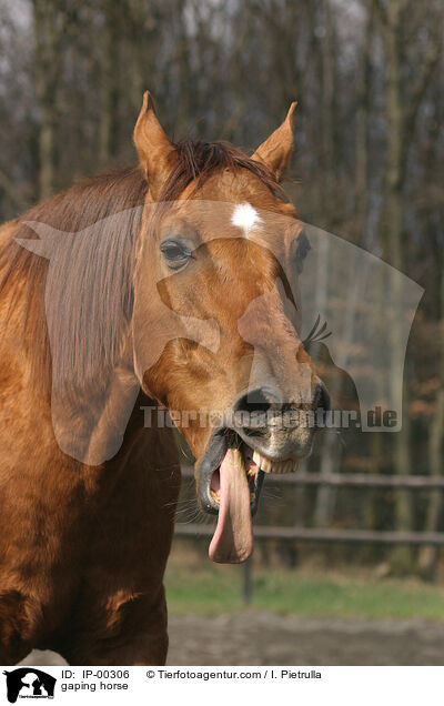 ghnendes Pferd / gaping horse / IP-00306