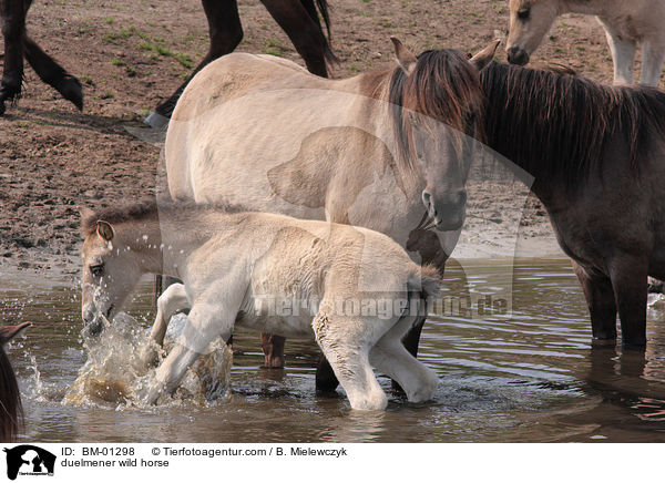 Dlmener Wildpferd / duelmener wild horse / BM-01298