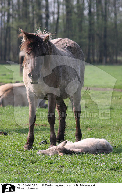 Dlmener Wildpferde / Dlmen horses / BM-01593