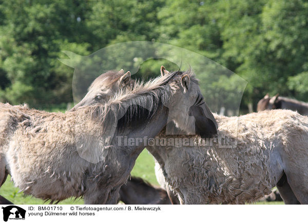 junge Dlmener Wildpferde / young Dlmener wild horses / BM-01710