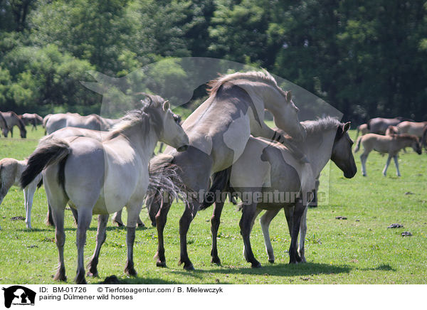 Dlmener Wildpferde bei der Paarung / pairing Dlmener wild horses / BM-01726
