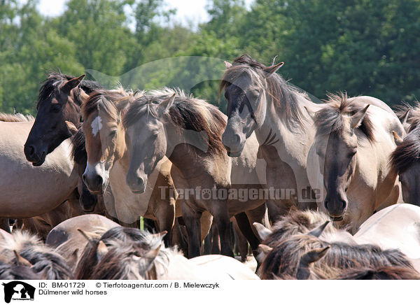 Dlmener Wildpferde / Dlmener wild horses / BM-01729