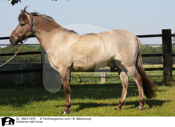 Dlmener Wildpferd / dlmener wild horse / BM-01855