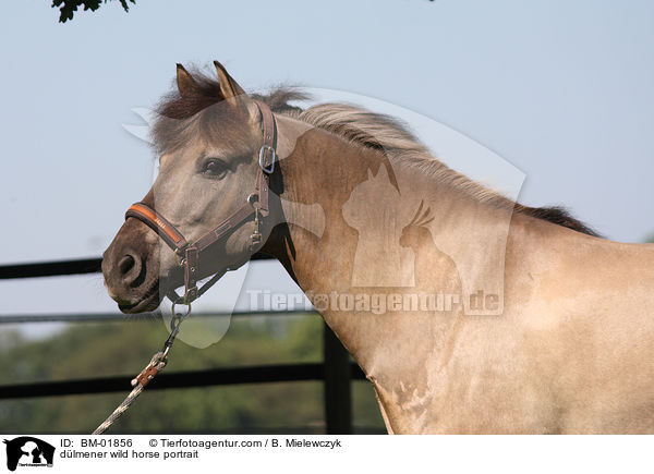 Dlmener Wildpferd Portrait / dlmener wild horse portrait / BM-01856