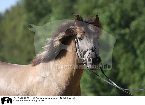 Dlmener Wildpferd Portrait / dlmener wild horse portrait / BM-01859