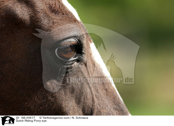 Dutch Riding Pony eye / NS-04617