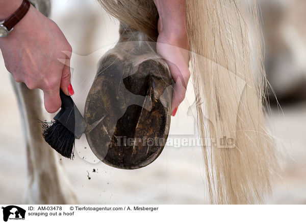 scraping out a hoof / AM-03478