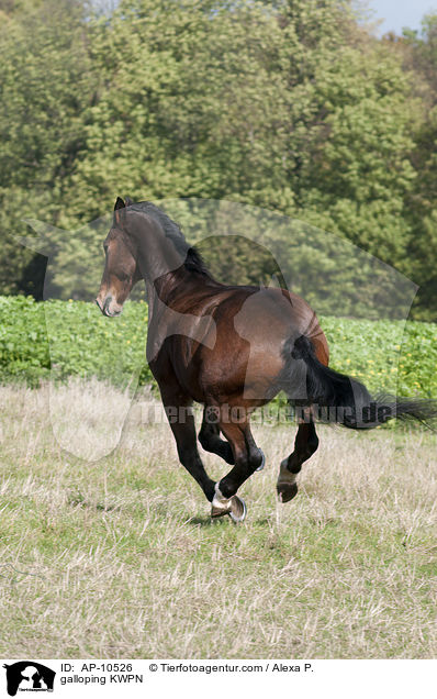 galoppierendes KWPN / galloping KWPN / AP-10526