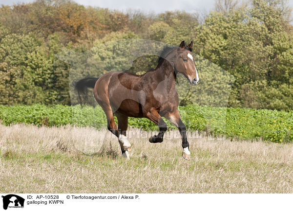 galloping KWPN / AP-10528