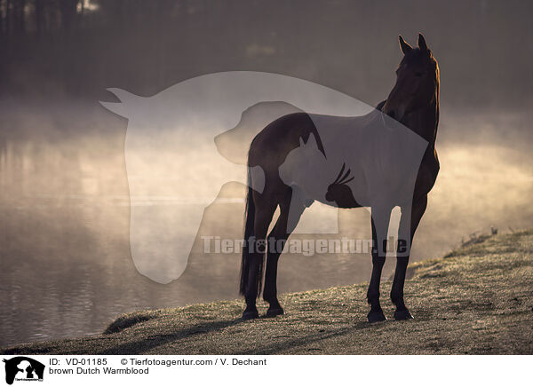 brown Dutch Warmblood / VD-01185