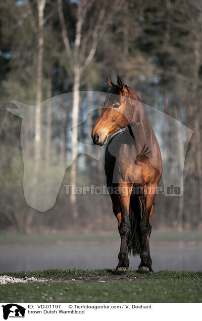 brauner KWPN / brown Dutch Warmblood / VD-01197