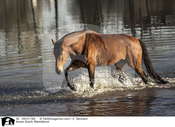 brauner KWPN / brown Dutch Warmblood / VD-01199