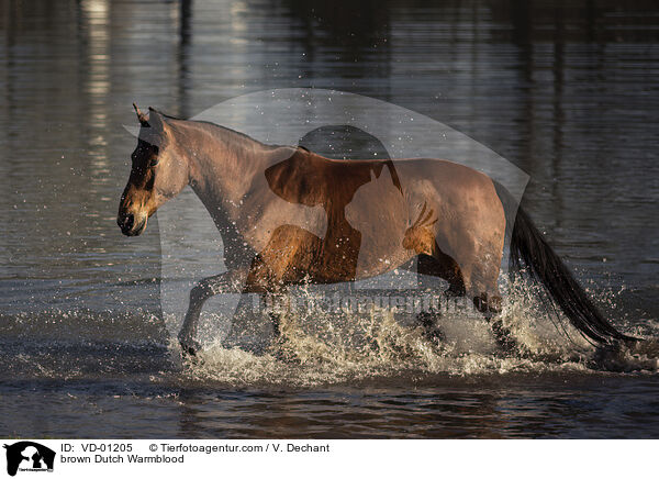 brauner KWPN / brown Dutch Warmblood / VD-01205