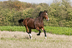 galloping KWPN