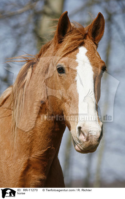 Pferd / horse / RR-11270