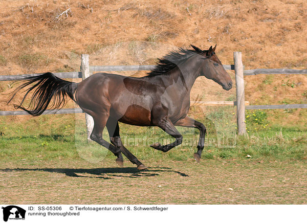 galoppierendes Vollblut / running thoroughbred / SS-05306