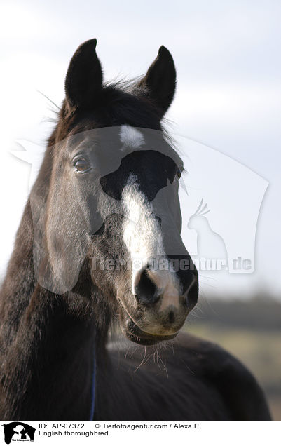 Englisches Vollblut / English thoroughbred / AP-07372