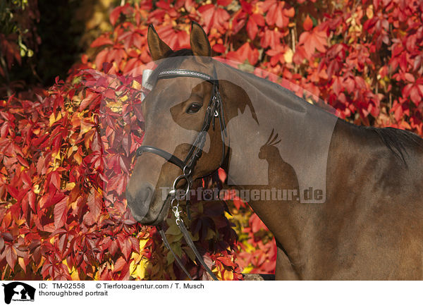 Englisches Vollblut Portrait / thoroughbred portrait / TM-02558