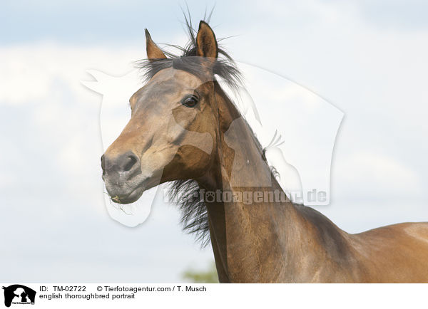 Englisches Vollblut Portrait / english thoroughbred portrait / TM-02722