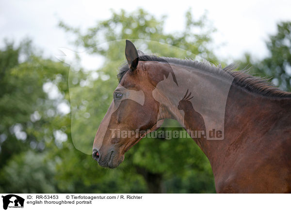 Englisches Vollblut Portrait / english thoroughbred portrait / RR-53453