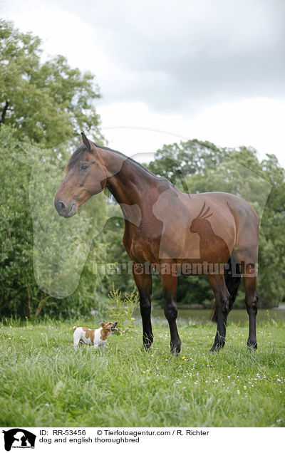 Hund und Englisches Vollblut / dog and english thoroughbred / RR-53456