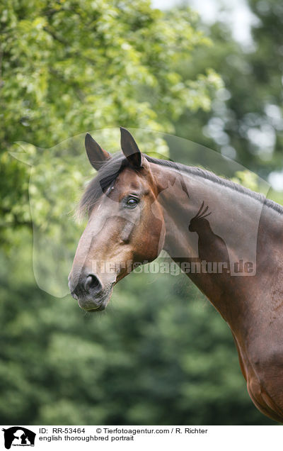 Englisches Vollblut Portrait / english thoroughbred portrait / RR-53464