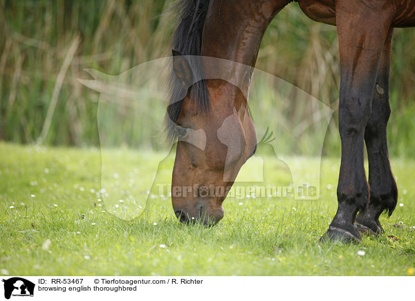 grasendes Englisches Vollblut / browsing english thoroughbred / RR-53467