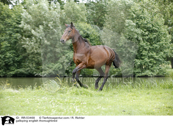 galoppierendes Englisches Vollblut / galloping english thoroughbred / RR-53468