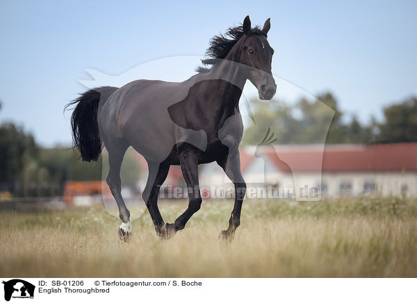 Englisches Vollblut / English Thoroughbred / SB-01206