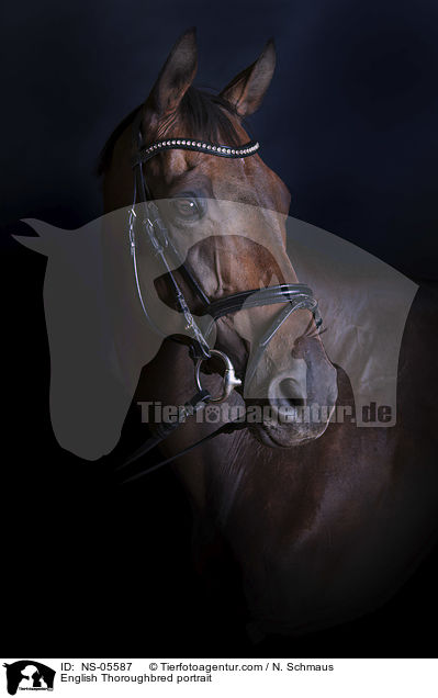 Englisches Vollblut Portrait / English Thoroughbred portrait / NS-05587