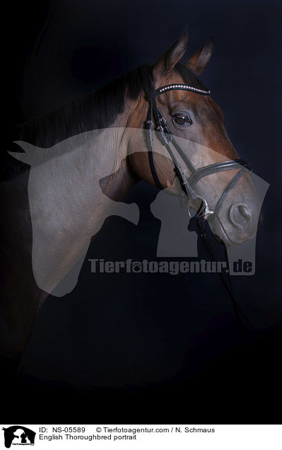 Englisches Vollblut Portrait / English Thoroughbred portrait / NS-05589