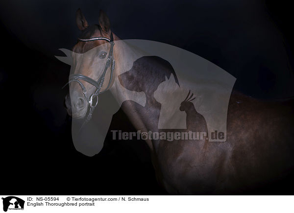 Englisches Vollblut Portrait / English Thoroughbred portrait / NS-05594