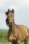 english thoroughbred portrait