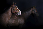 English Thoroughbred portrait