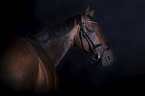 English Thoroughbred portrait