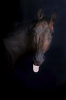 English Thoroughbred portrait