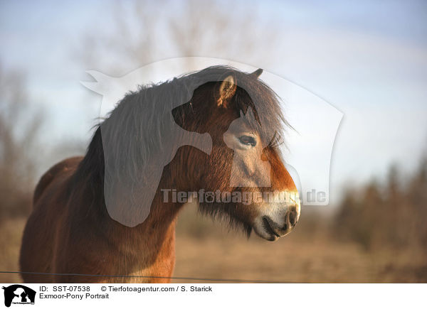 Exmoor-Pony Portrait / Exmoor-Pony Portrait / SST-07538