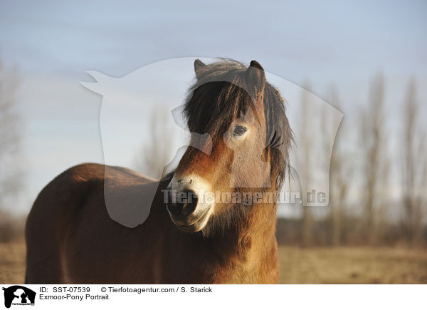 Exmoor-Pony Portrait / Exmoor-Pony Portrait / SST-07539