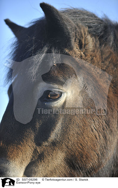 Exmoor-Pony eye / SST-09296