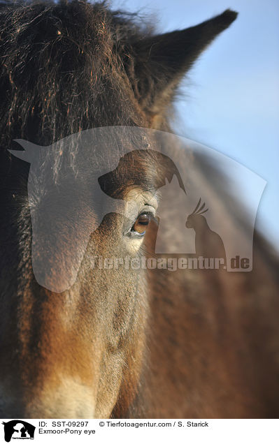 Exmoor-Pony Auge / Exmoor-Pony eye / SST-09297