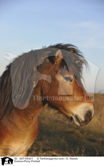 Exmoor-Pony Portrait / Exmoor-Pony Portrait / SST-09301