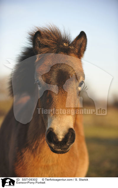 Exmoor-Pony Portrait / Exmoor-Pony Portrait / SST-09302