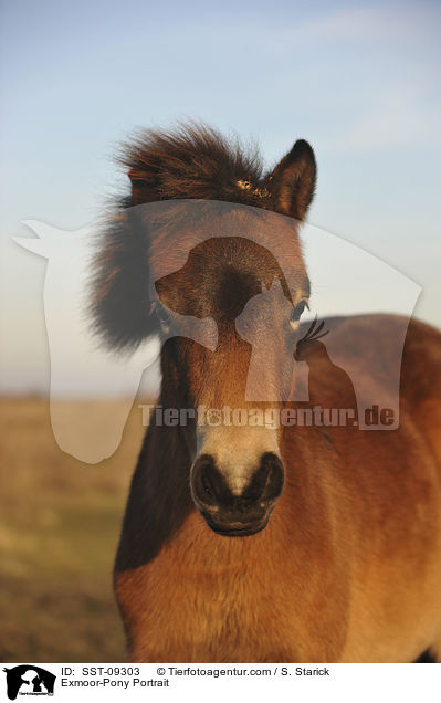 Exmoor-Pony Portrait / Exmoor-Pony Portrait / SST-09303