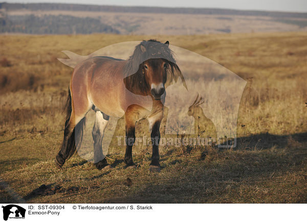 Exmoor-Pony / Exmoor-Pony / SST-09304