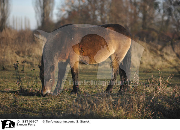 Exmoor-Pony / Exmoor Pony / SST-09307