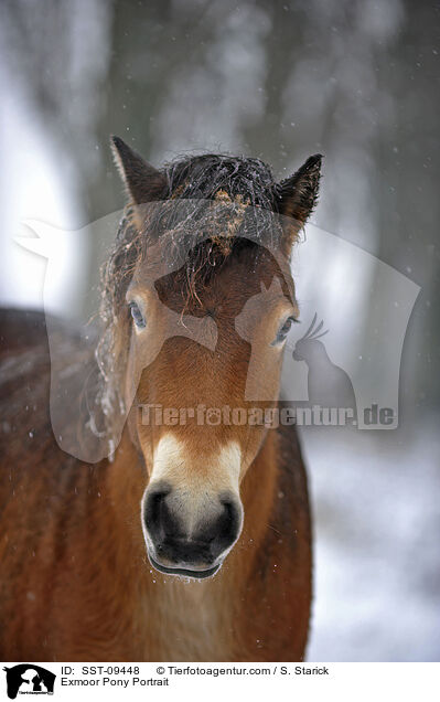Exmoor Pony Portrait / SST-09448