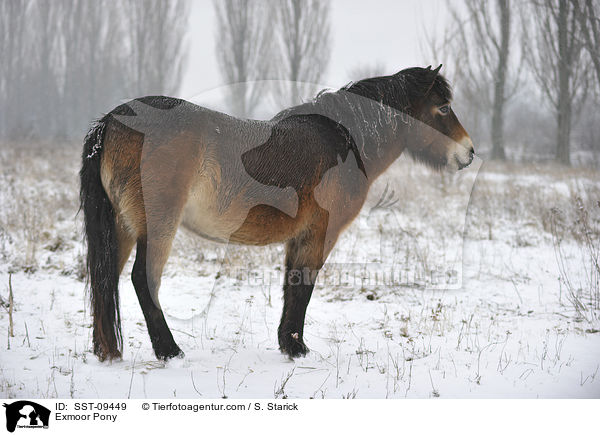 Exmoor-Pony / Exmoor Pony / SST-09449